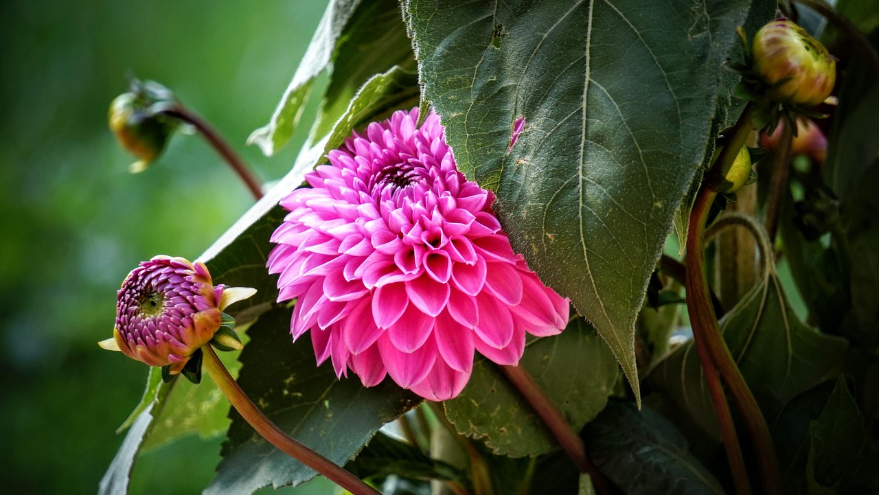 寧鄉(xiāng)黎愛蓮的最新動(dòng)態(tài)，蓮花依舊引領(lǐng)人心